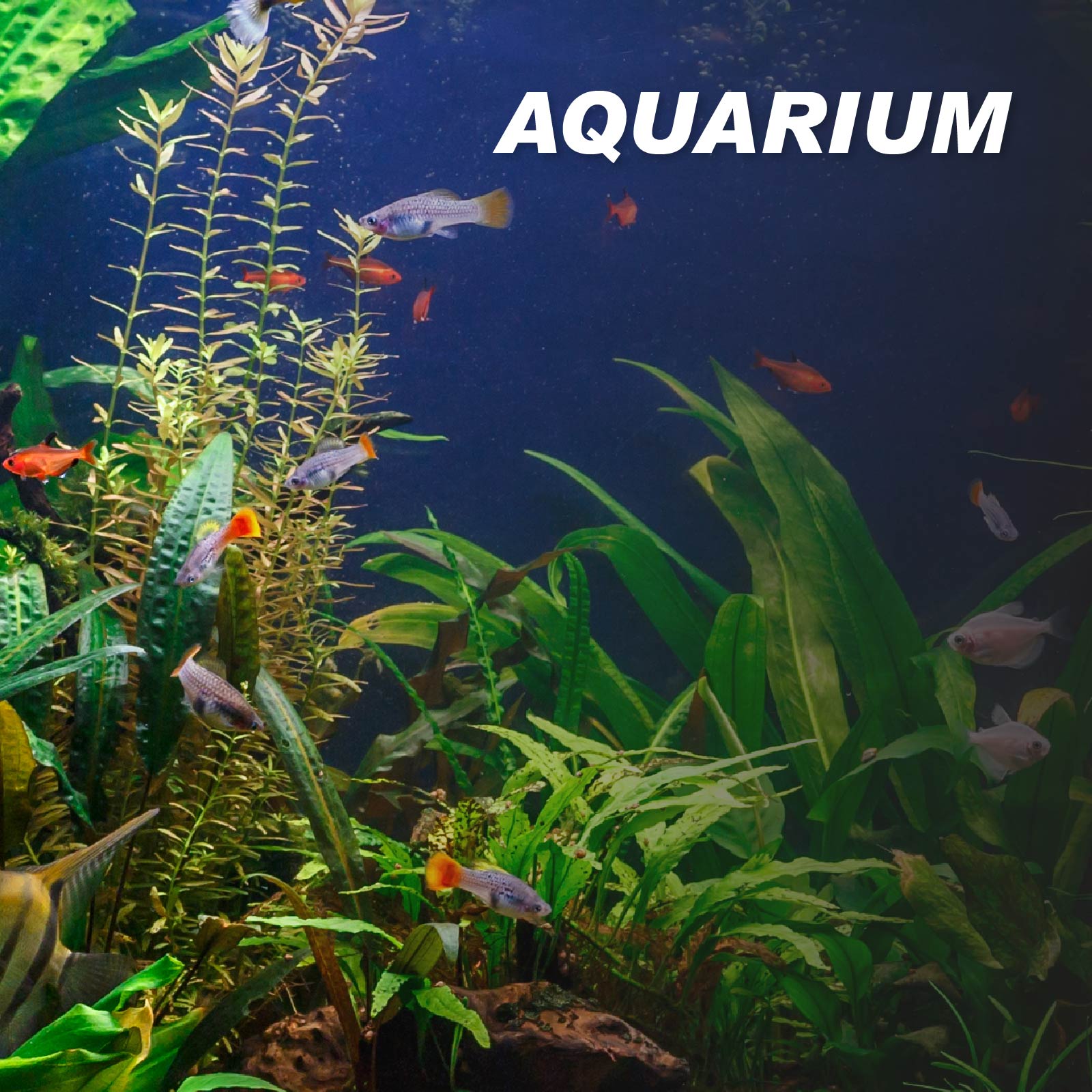 Aquarium